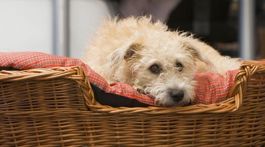 Dog in basket