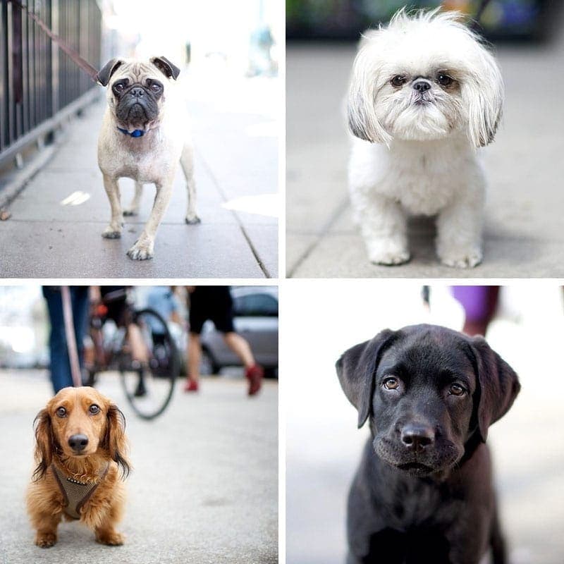 The Dogist from New York