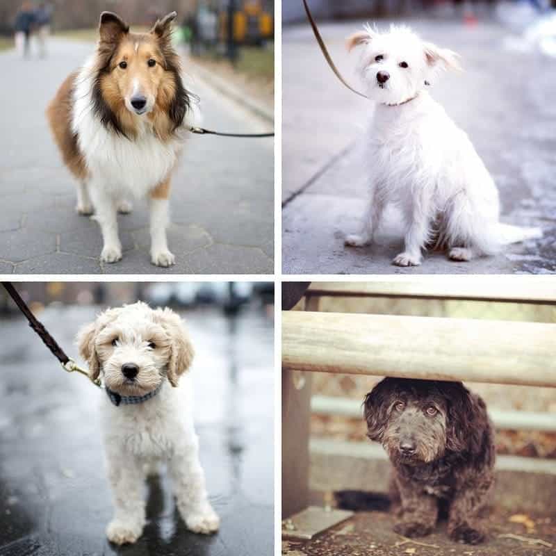 The Dogist from New York