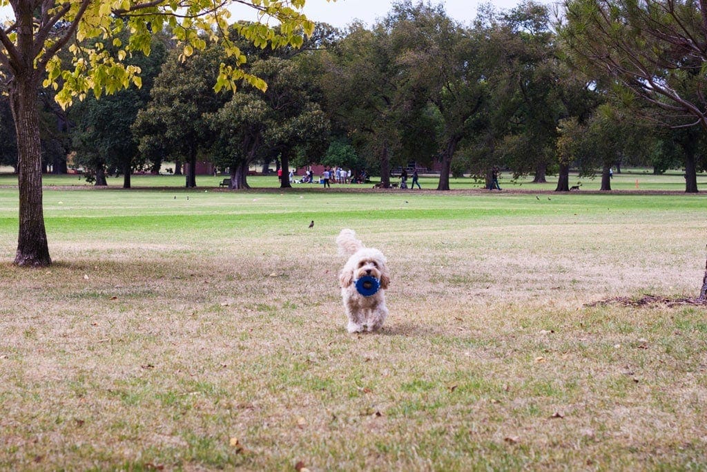 Dog running in park