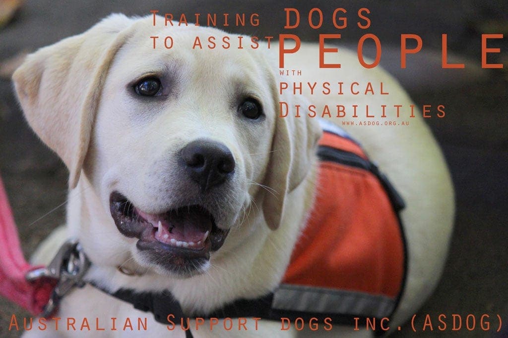 ASDOG Australian Support Dog