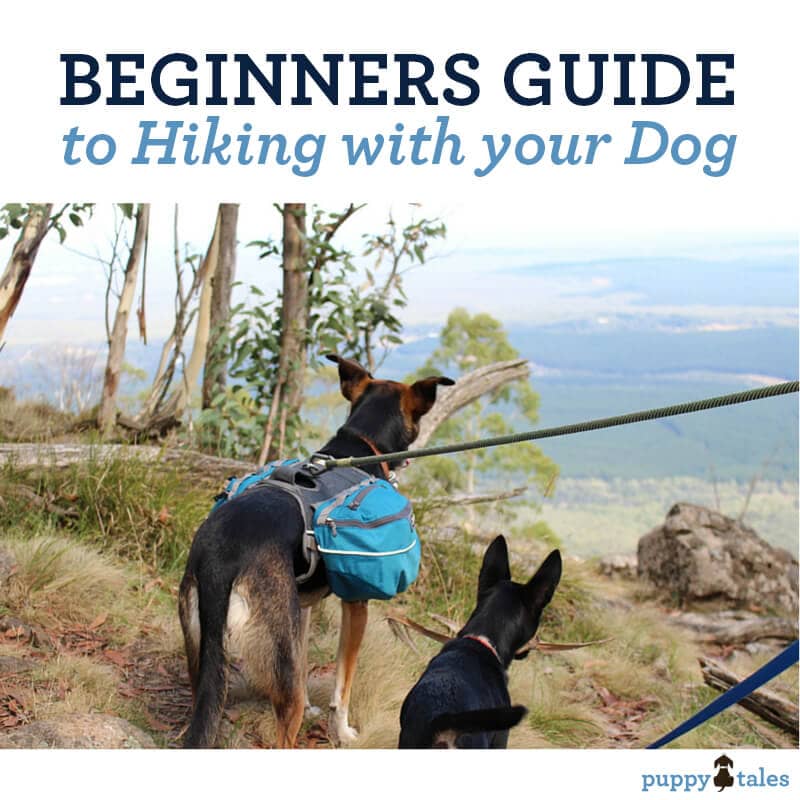 This is a title graphic for Puppy Tales blog about the Beginner's Guide to hiking with your dogs