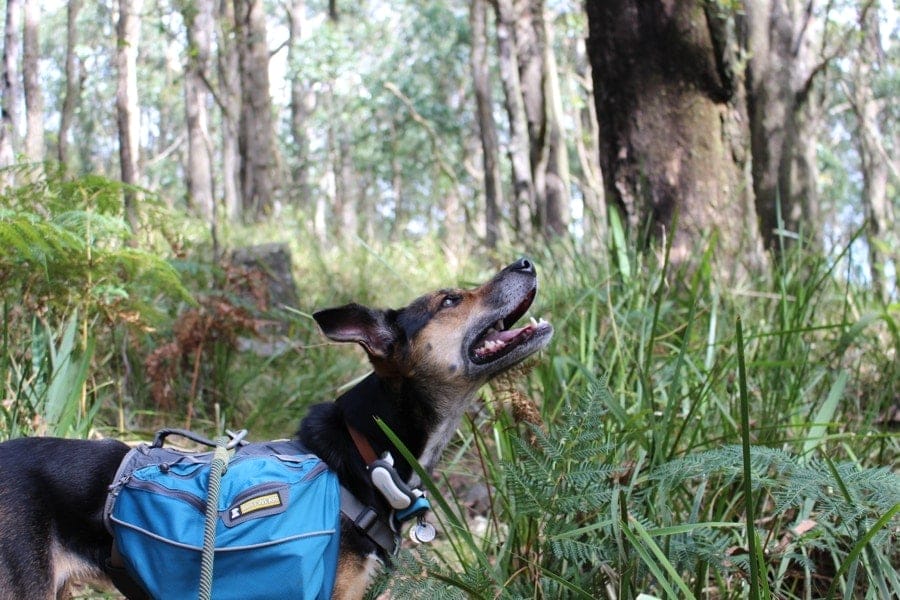 Hiking with your dog