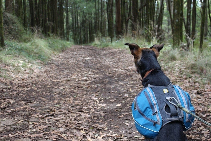 Hiking with your dog