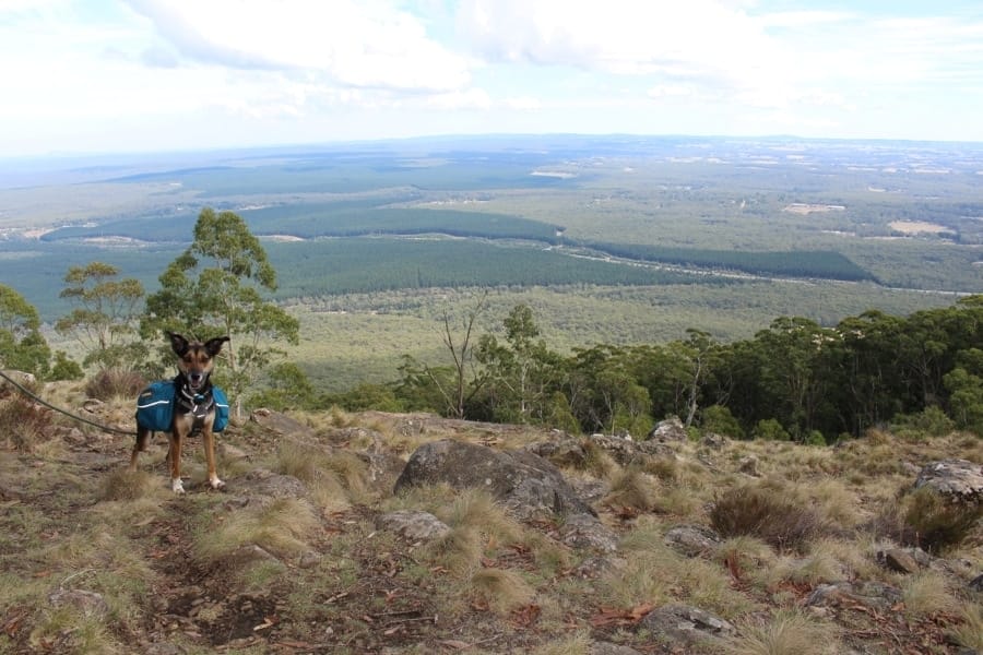 Hiking with your dog