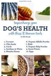 Pinterest Graphic about the Supercharge Your Dog's Health blog article of Puppy Tales