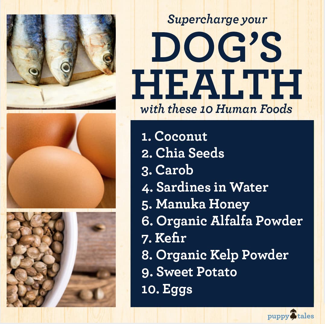 Supercharge your Dogs Health with these 10 Human Foods