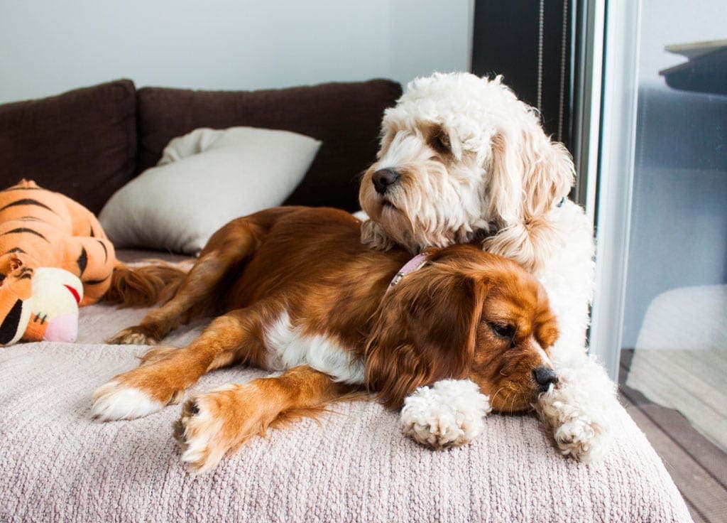 Toby playing with his friend Ruby