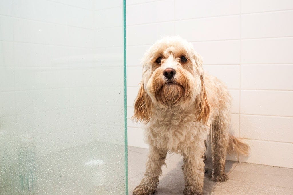 Dog being bathed when tired