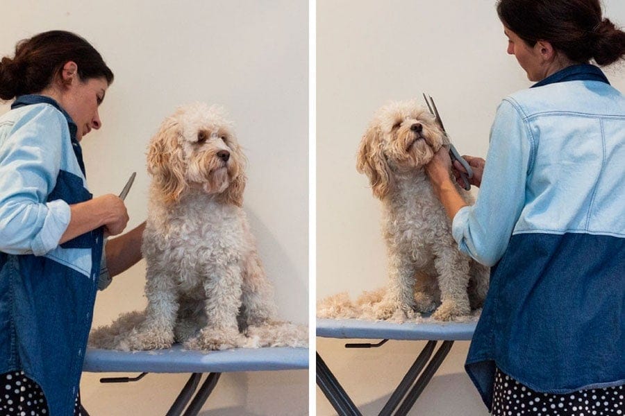 Dog being groomed on ironing board