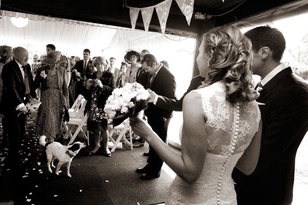 Having your dog at your wedding