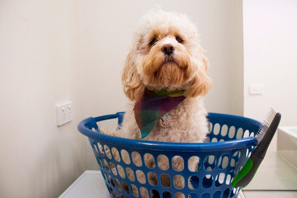 Dog in washing basket easy to brush