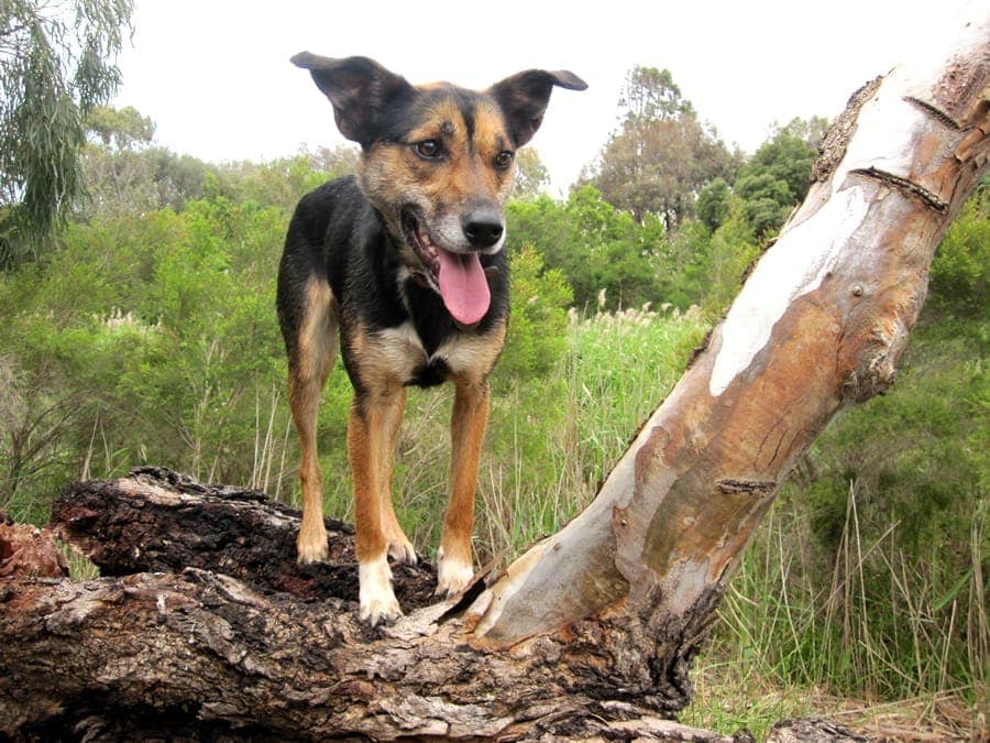 Kate the Kelpie doing winter exercise