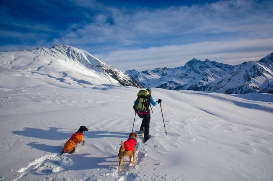 Dogs in the snow