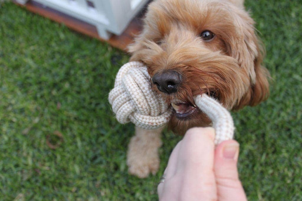 Dog chewing a rope toy