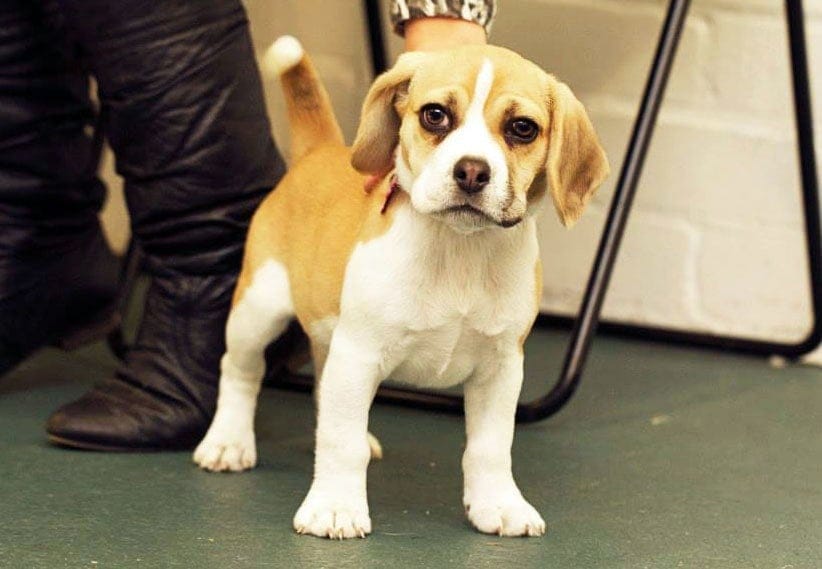 Puppy at puppy preschool