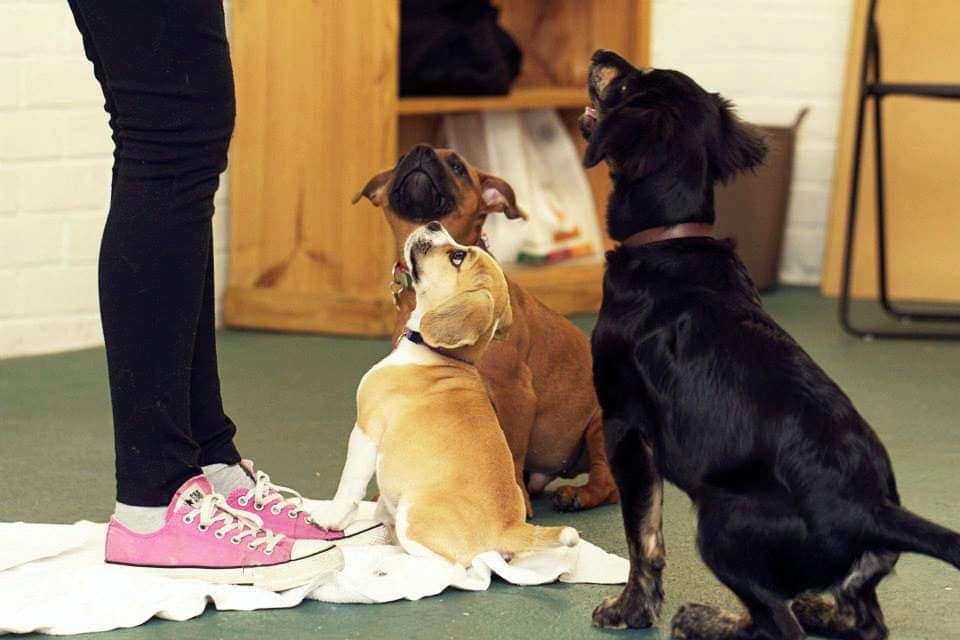 Puppy preschool