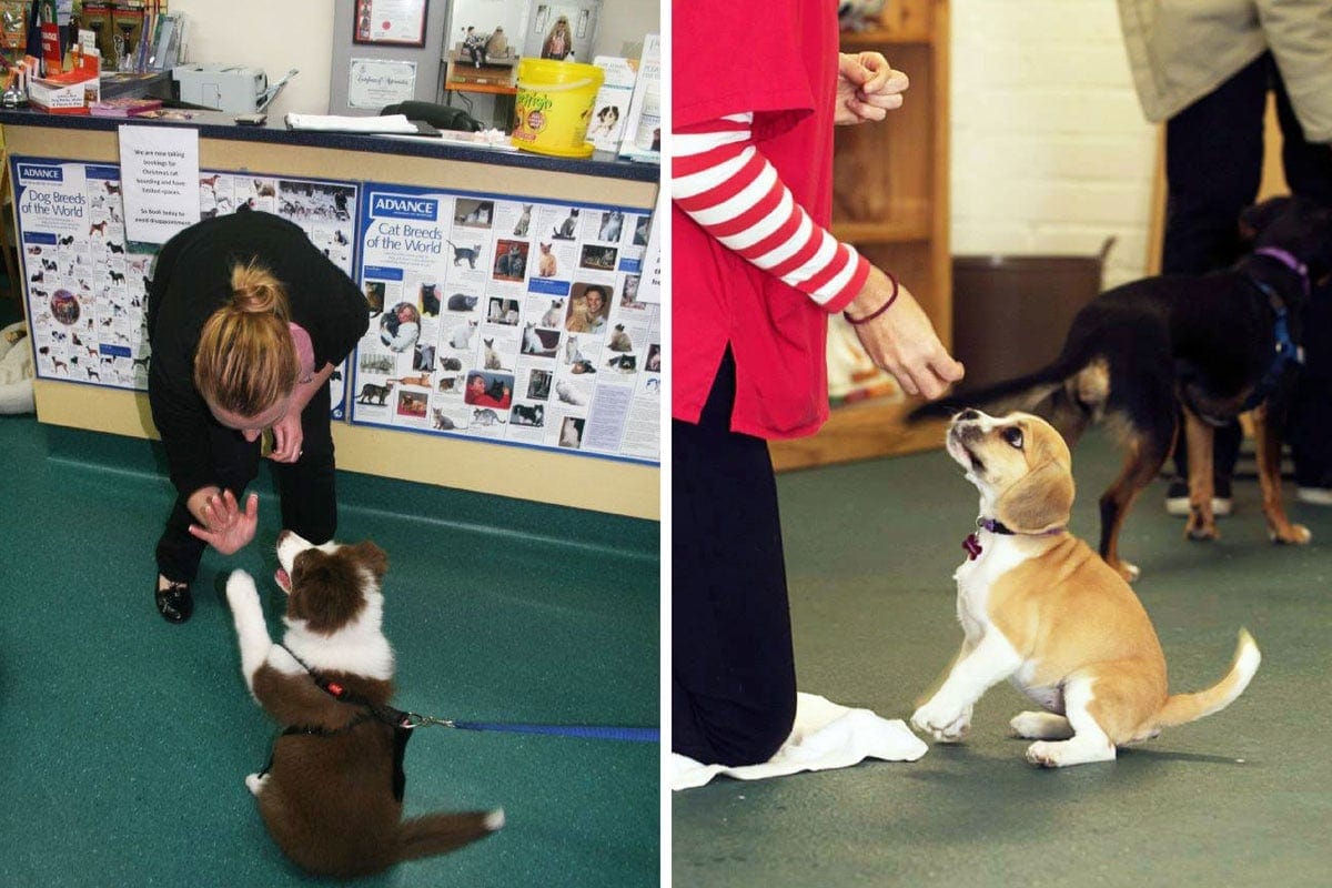 Puppies training at puppy preschool