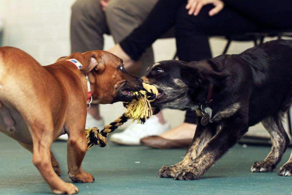 Tug-o-war at puppy preschool