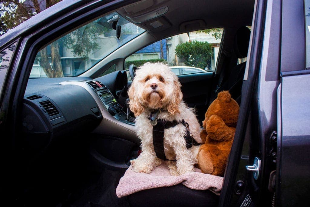 Dog sitting in car for road trip