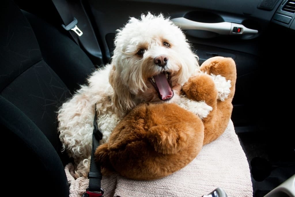 Packing for a road trip with your dog