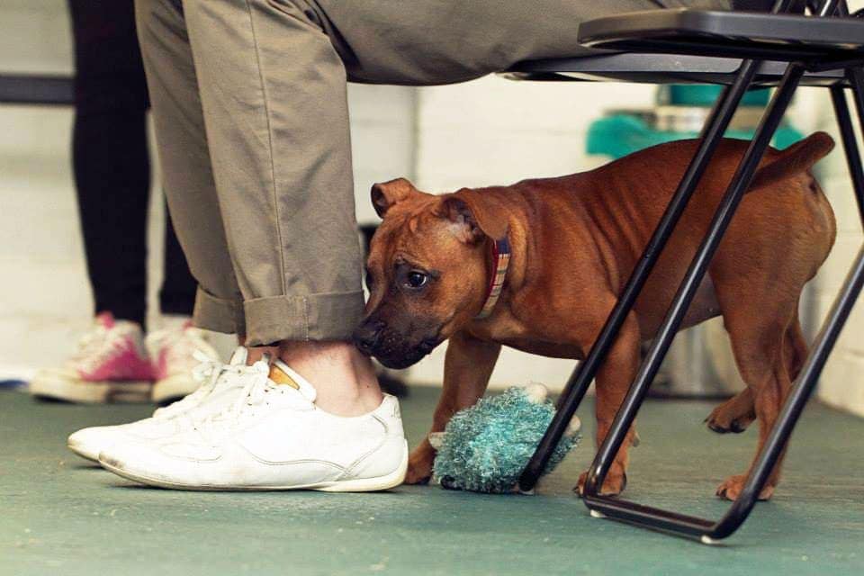 Pike the puppy at puppy preschool