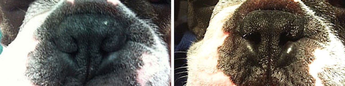 Brachycephalic dogs surgery