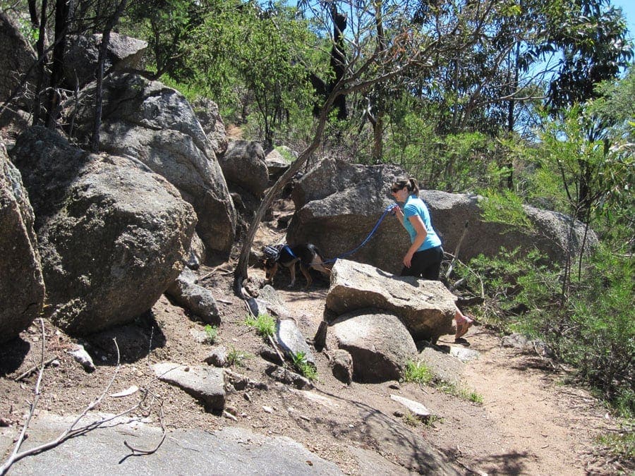 Dog Hiking