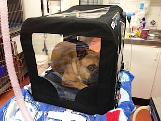 Dog in oxygen tent