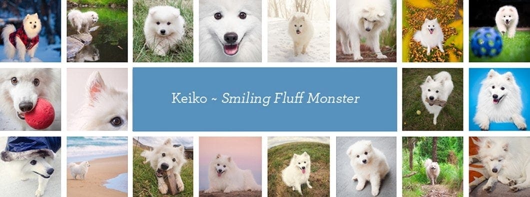 Japanese Spitz Keiko - the Smiling Fluff Monster