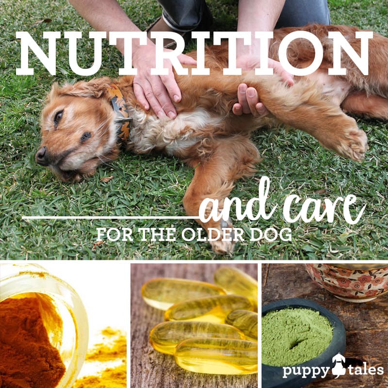 Nutrition and care for the older dog