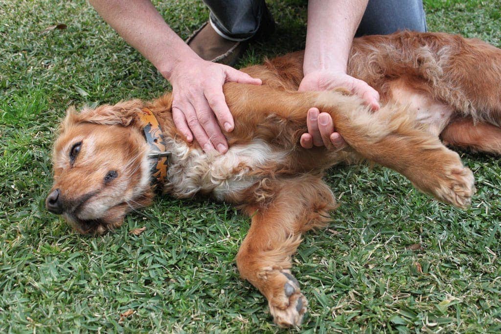 Dog getting a massage