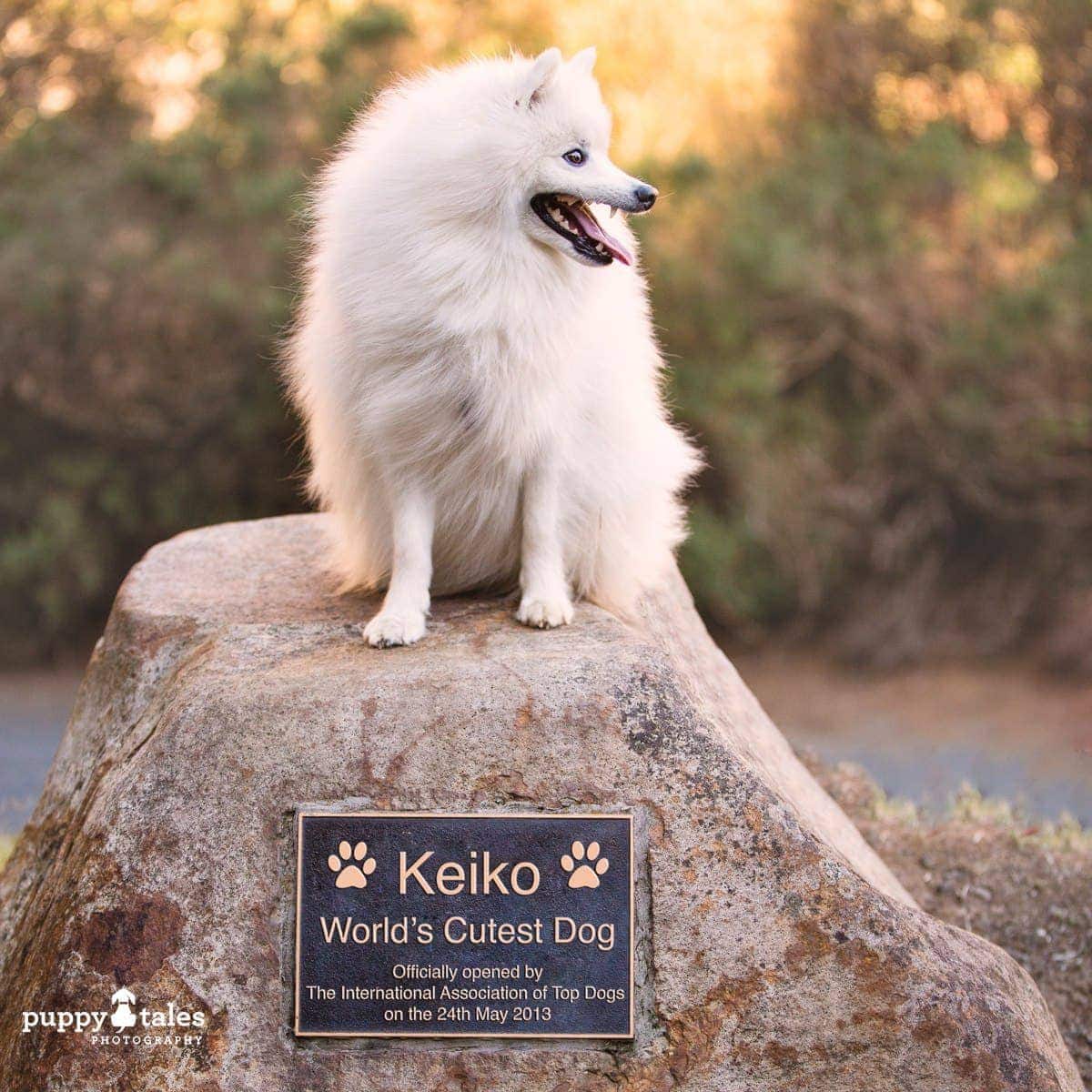 puppytalesphotography japanese spitz keiko cutest 1