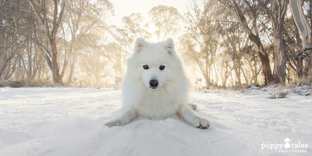 puppytalesphotography japanese spitz keiko snow 1