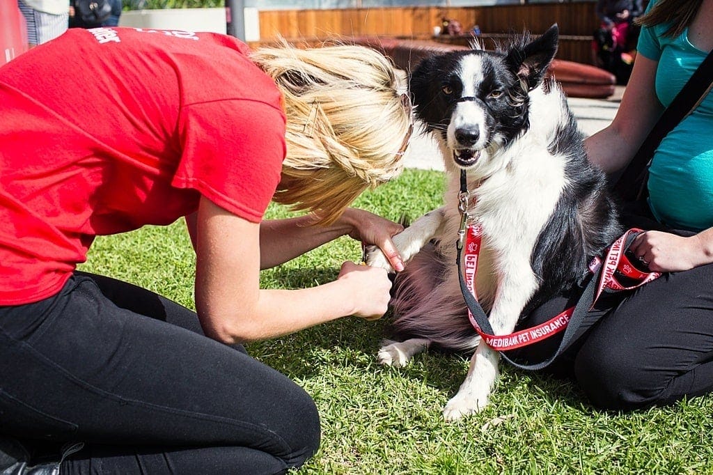 border-collie-rosie-having-her-nails-trimmed-at-the-grooming-bar