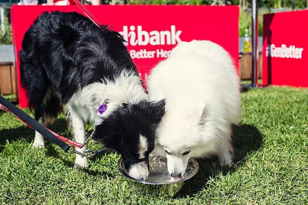 dogs-enjoying-a-puppachino-at-medibank-dog-day-out