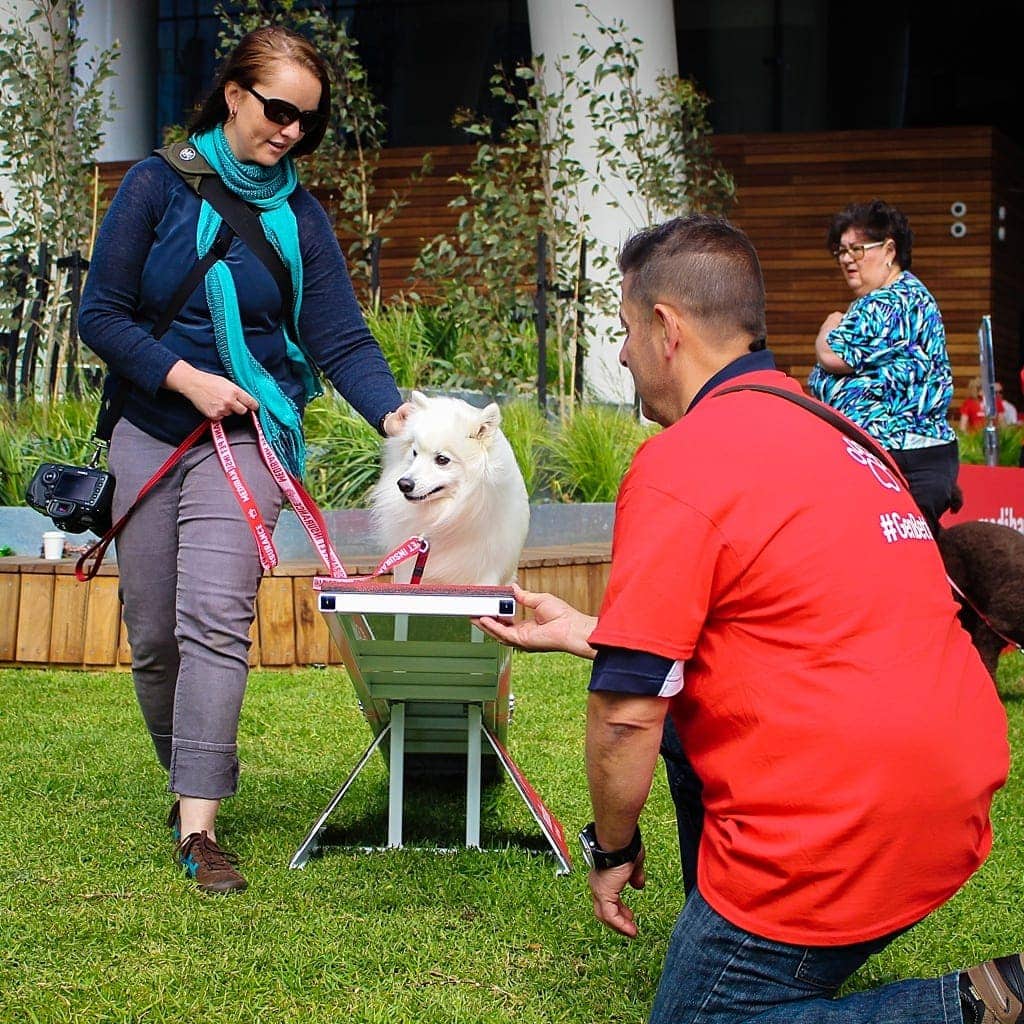 japanese-spitz-at-the-medibank-day-with-the-bondi-vet