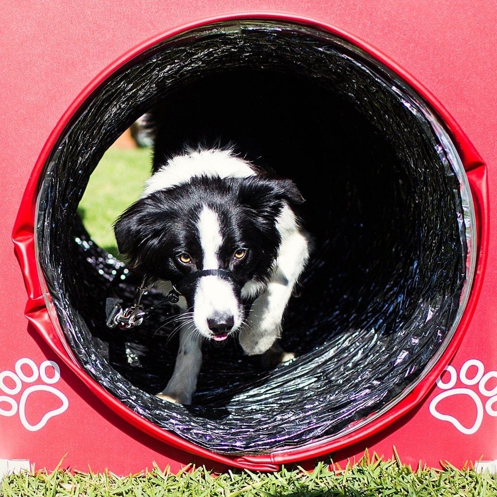 border-collie-rosie-on-the-agility-course