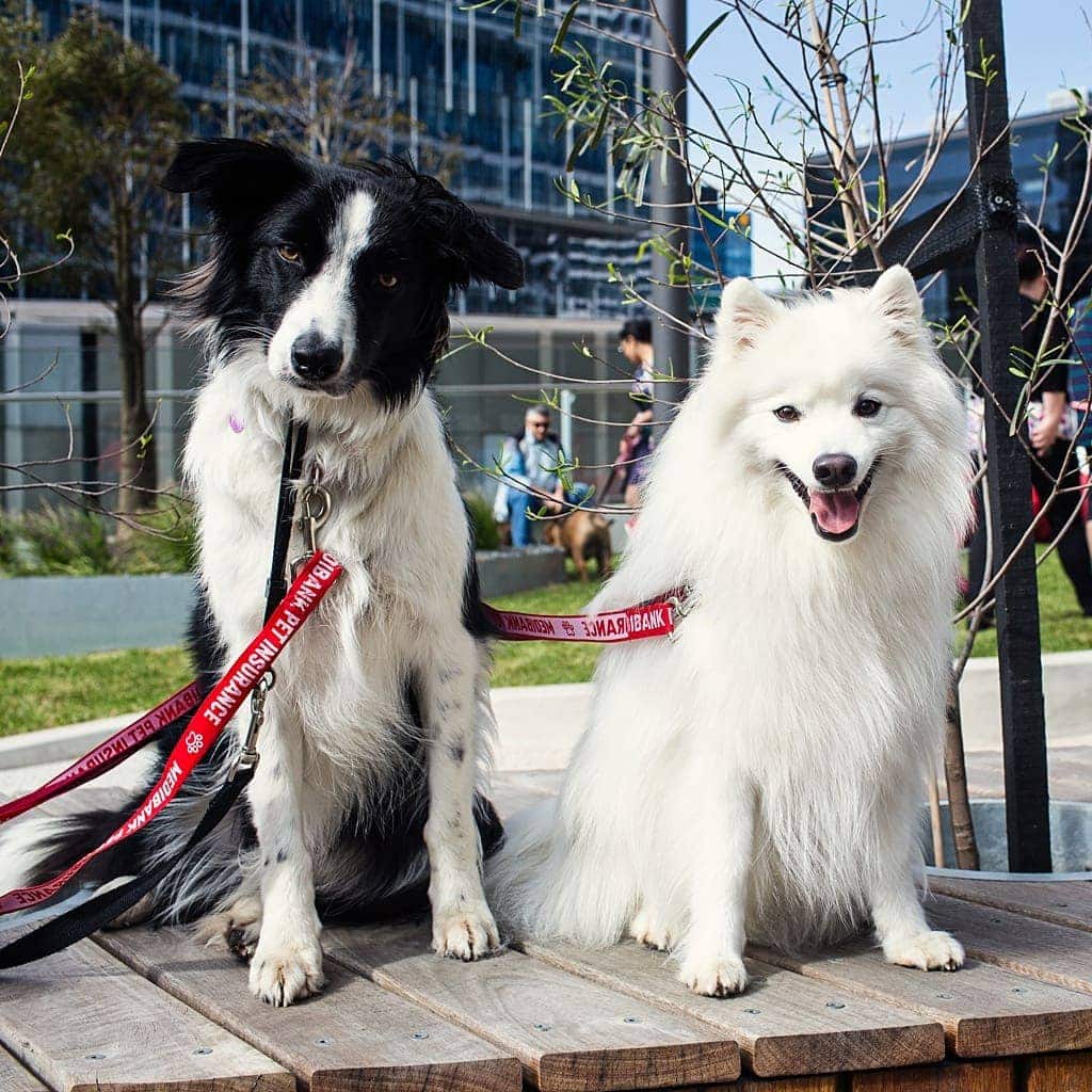 border-collie-rosie-and-japanese-spitz-keiko-together