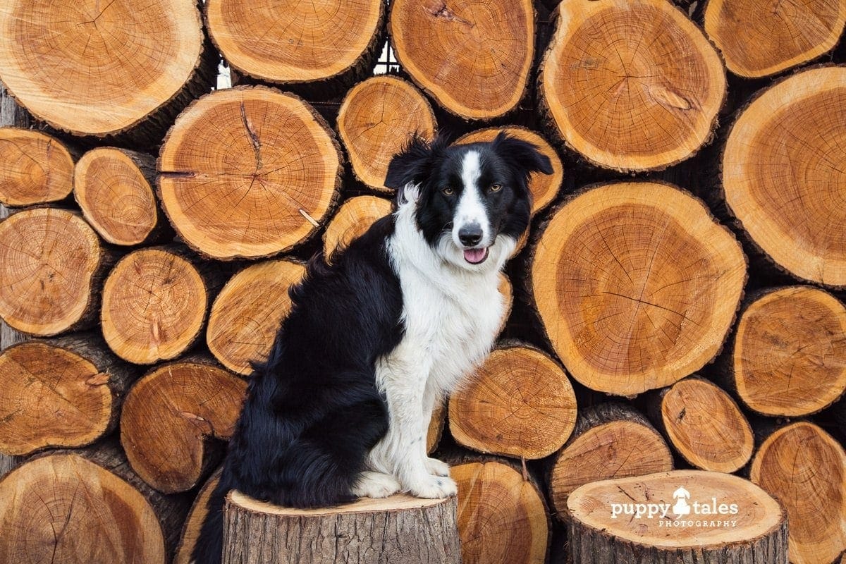 puppytalesphotography border collie amongst logs
