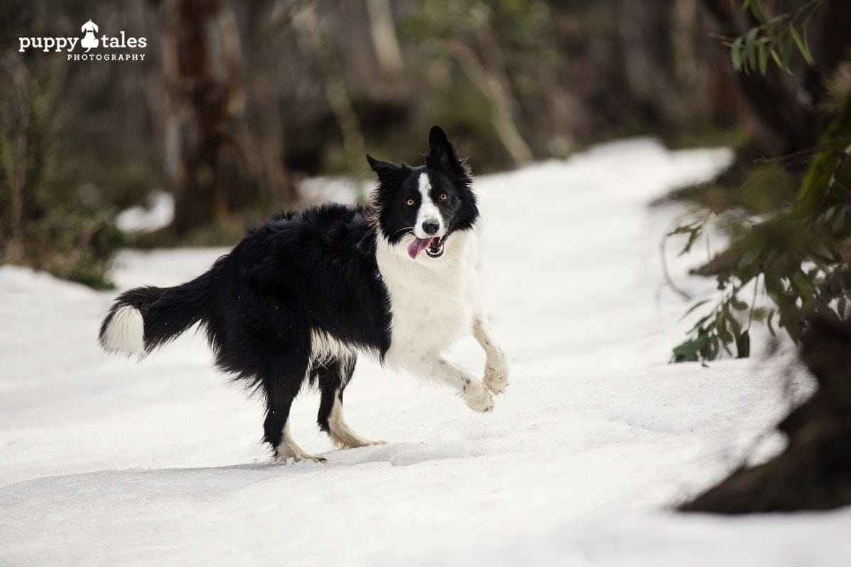 puppytalesphotography border collie at the snow
