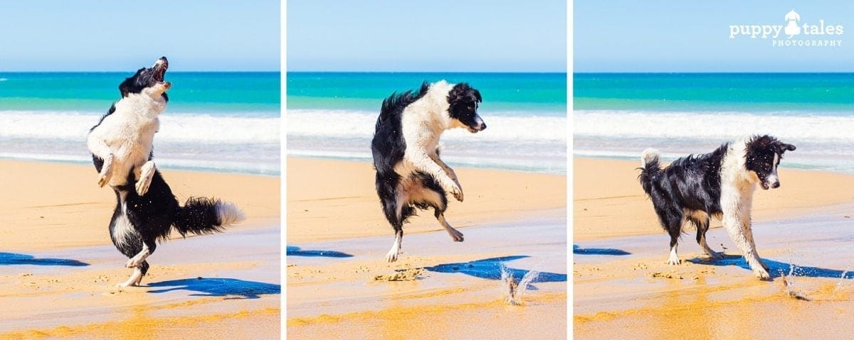 puppytalesphotography rosie at the beach