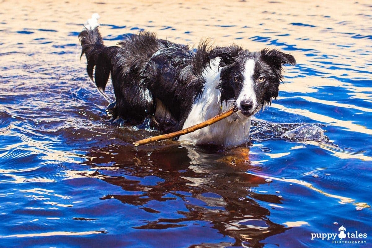 puppytalesphotography rosie border collie at the beach