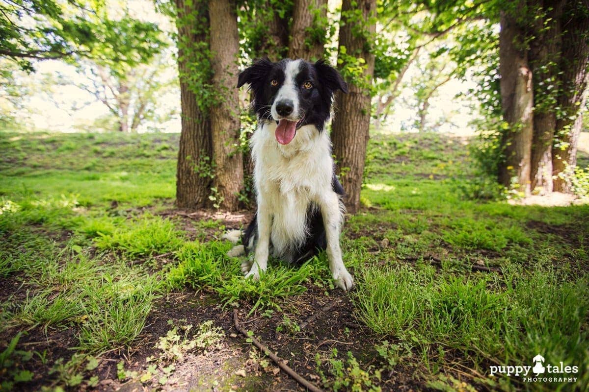 puppytalesphotography rosie the border collie