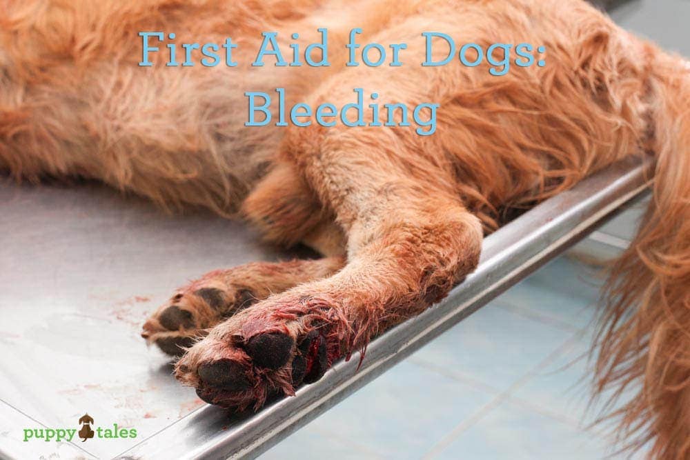 First Aid for Dogs - Bleeding ~ on Puppy Tales