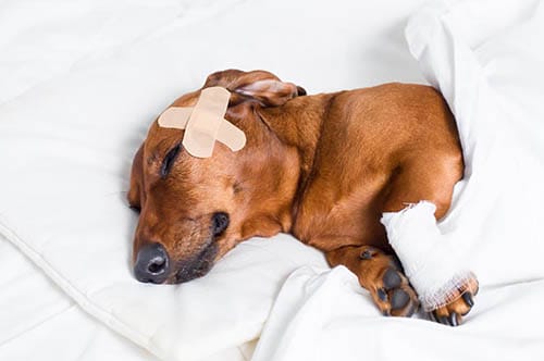 First Aid for Dogs on Puppy Tales