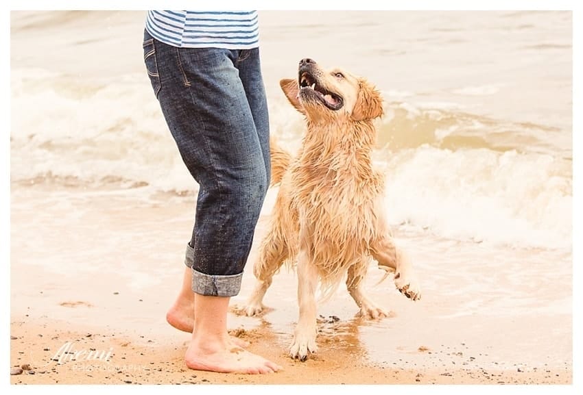 Dog playing on their beach with their owner