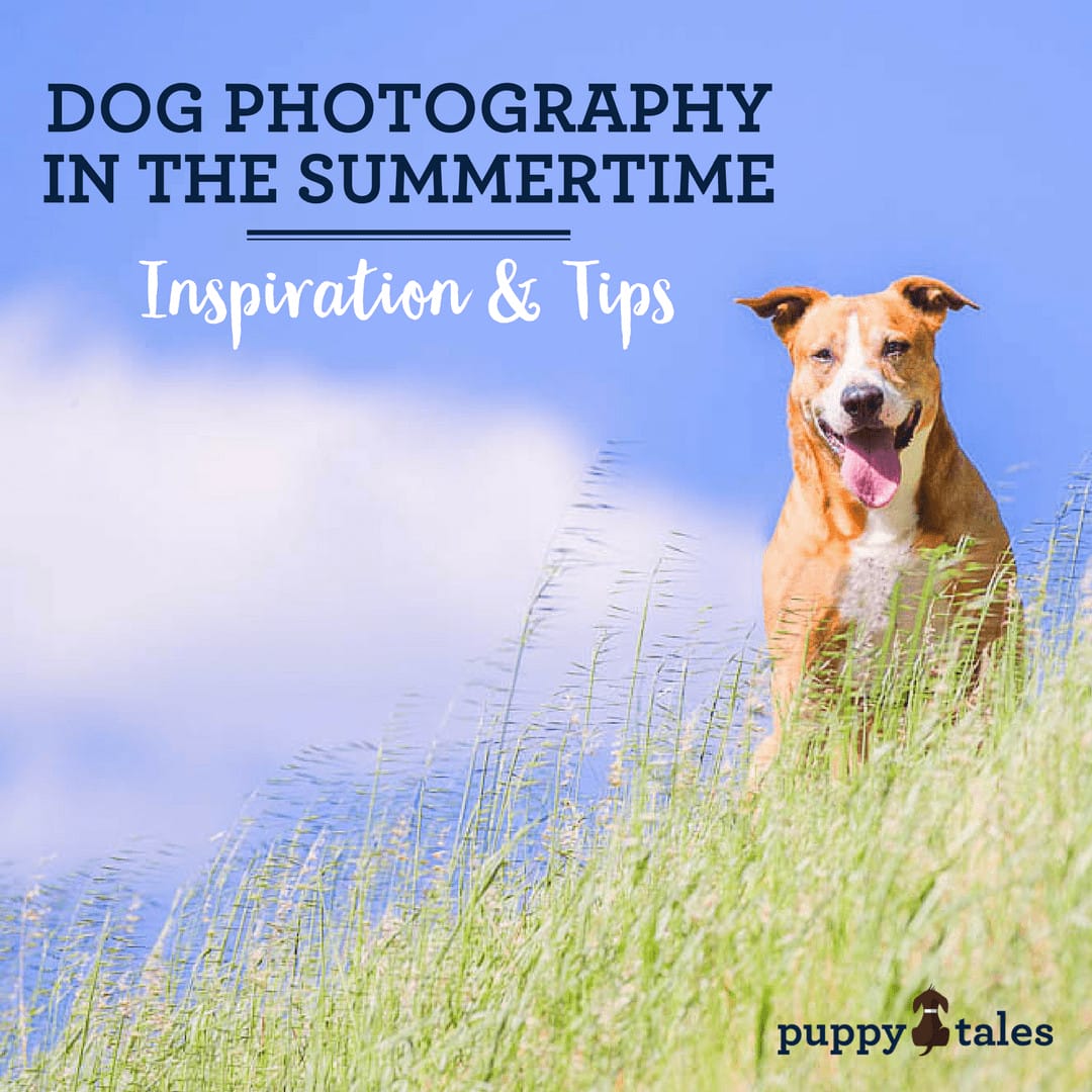 Title Graphic for Puppy Tales blog about Dog Photography in the Summertime