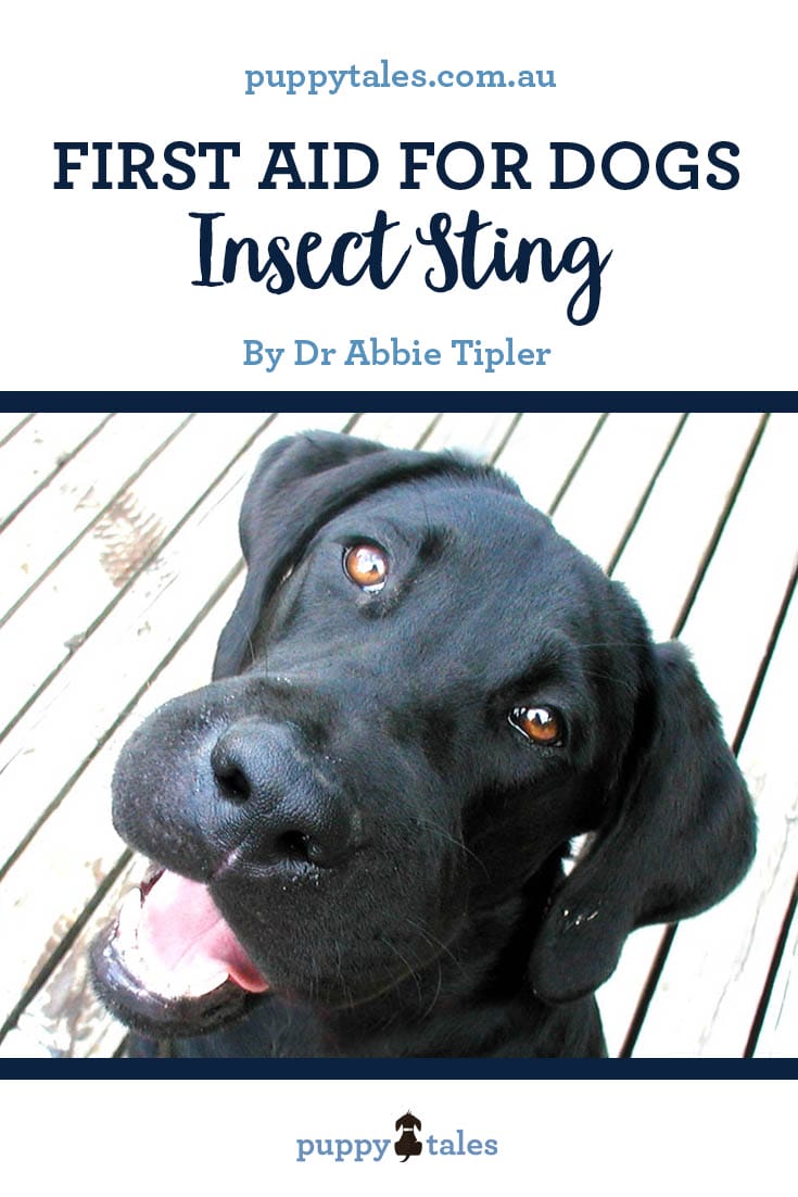 First Aid for Dogs – Insect Sting 1