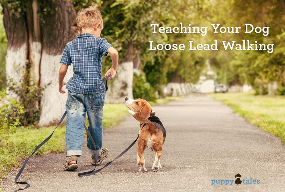 Teach your Dog to Walk on a Loose Lead